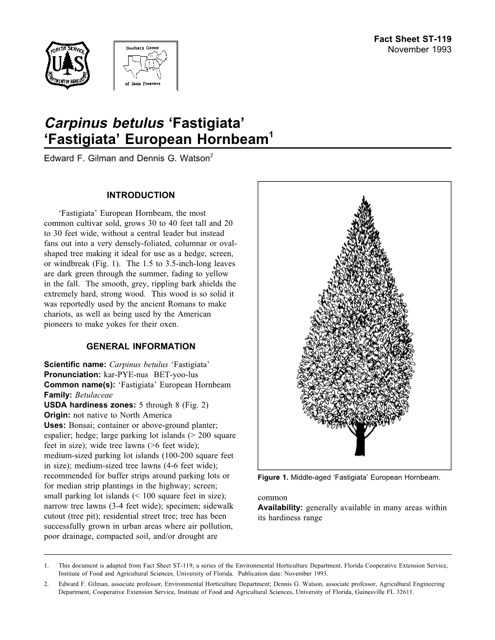 Carpinus Betulus 'Fastigiata' 'Fastigiata' European Hornbeam