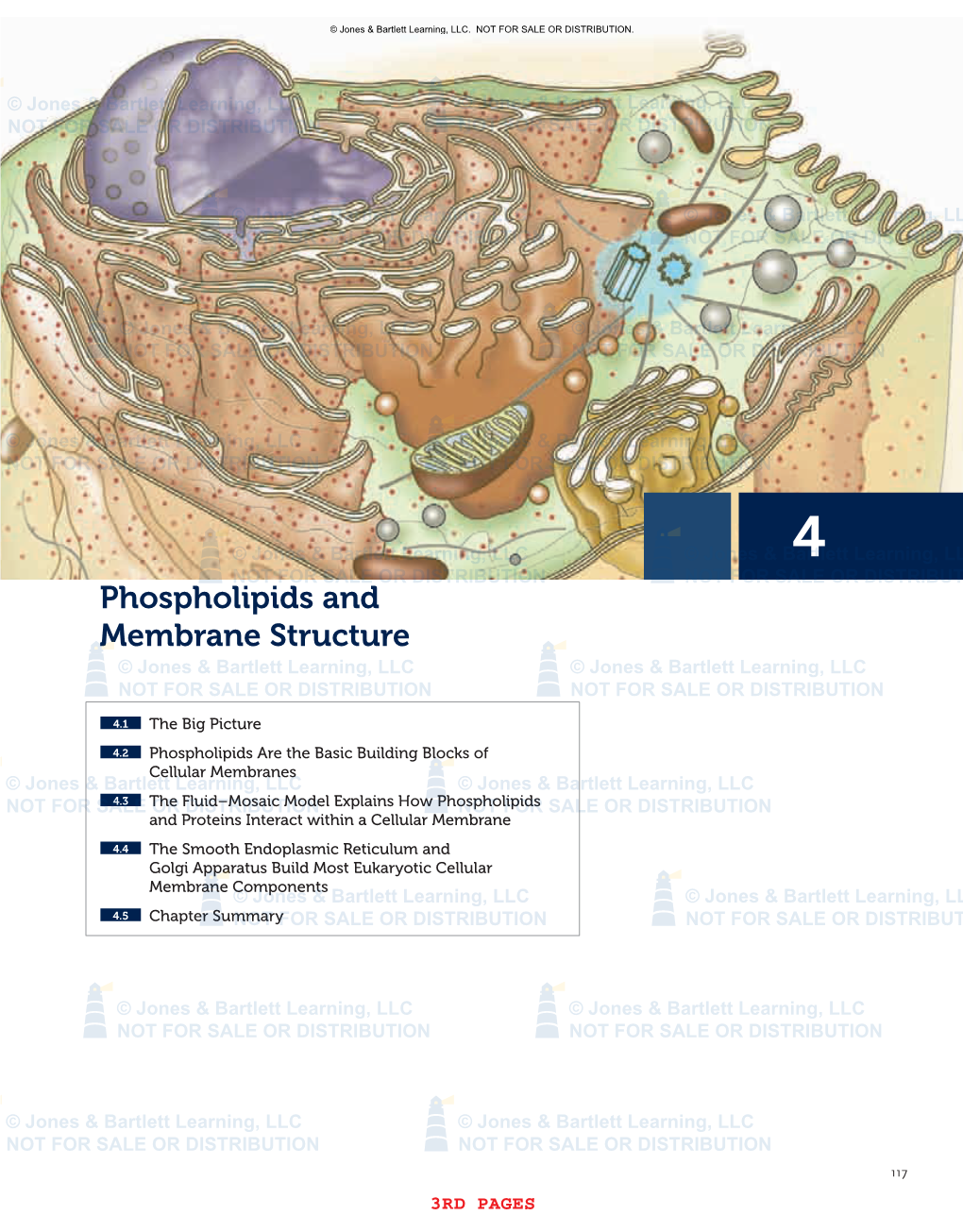 Phospholipids and Membrane Structure © Jones & Bartlett Learning, LLC © Jones & Bartlett Learning, LLC NOT for SALE OR DISTRIBUTION NOT for SALE OR DISTRIBUTION