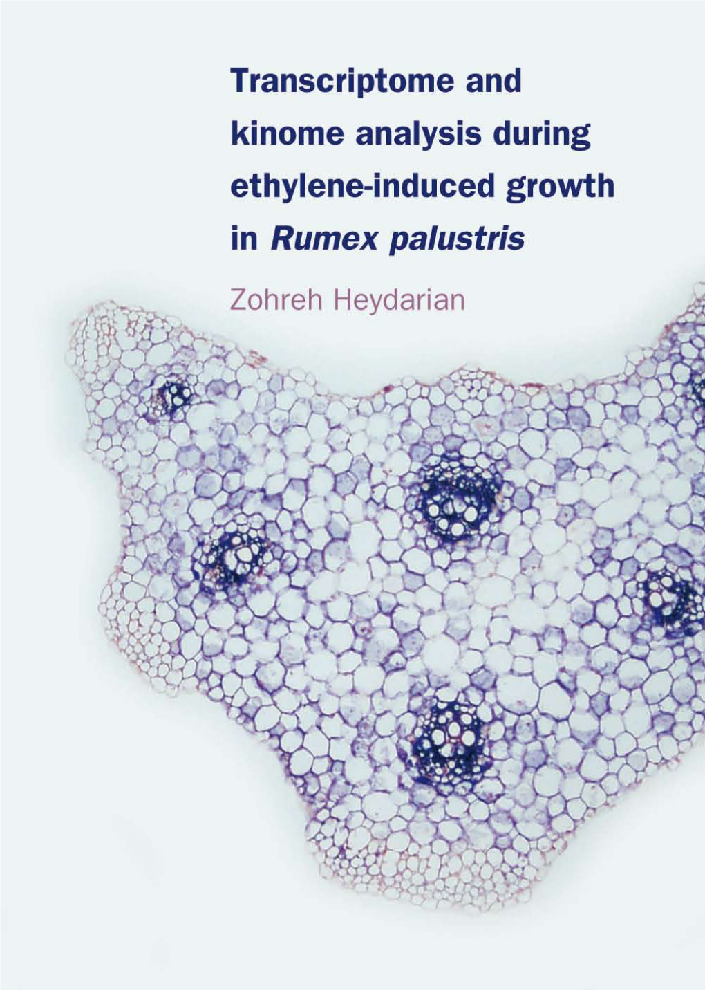 Transcriptome and Kinome Analysis During Ethylene-Induced Growth in Rumex Palustris