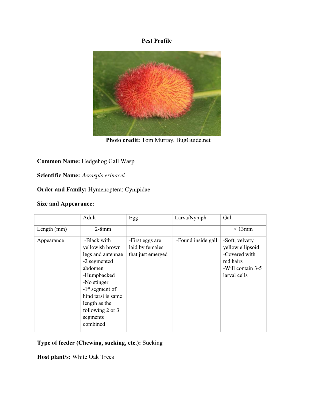 Hedgehog Gall Wasp