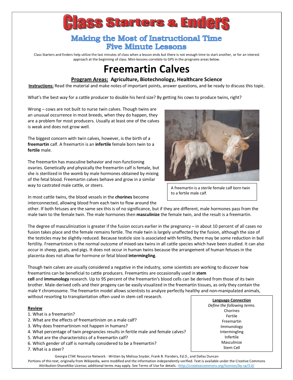 Freemartin Calves