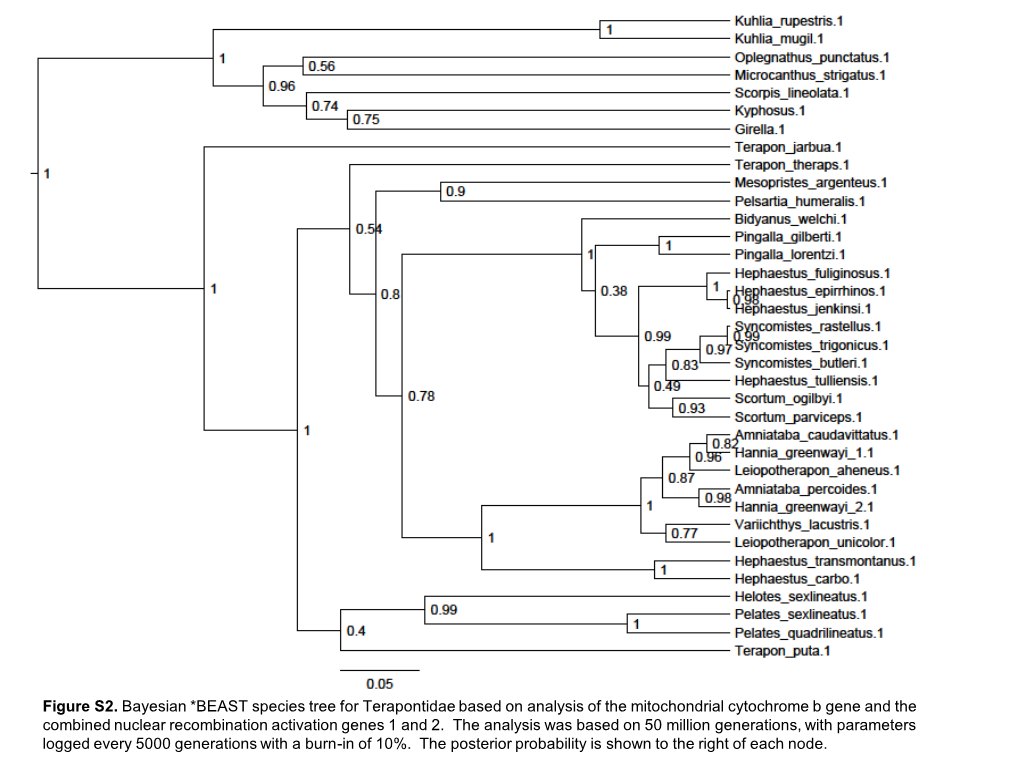 Figure S2. Bayesian *BEAST Species Tree for Terapontidae Based On