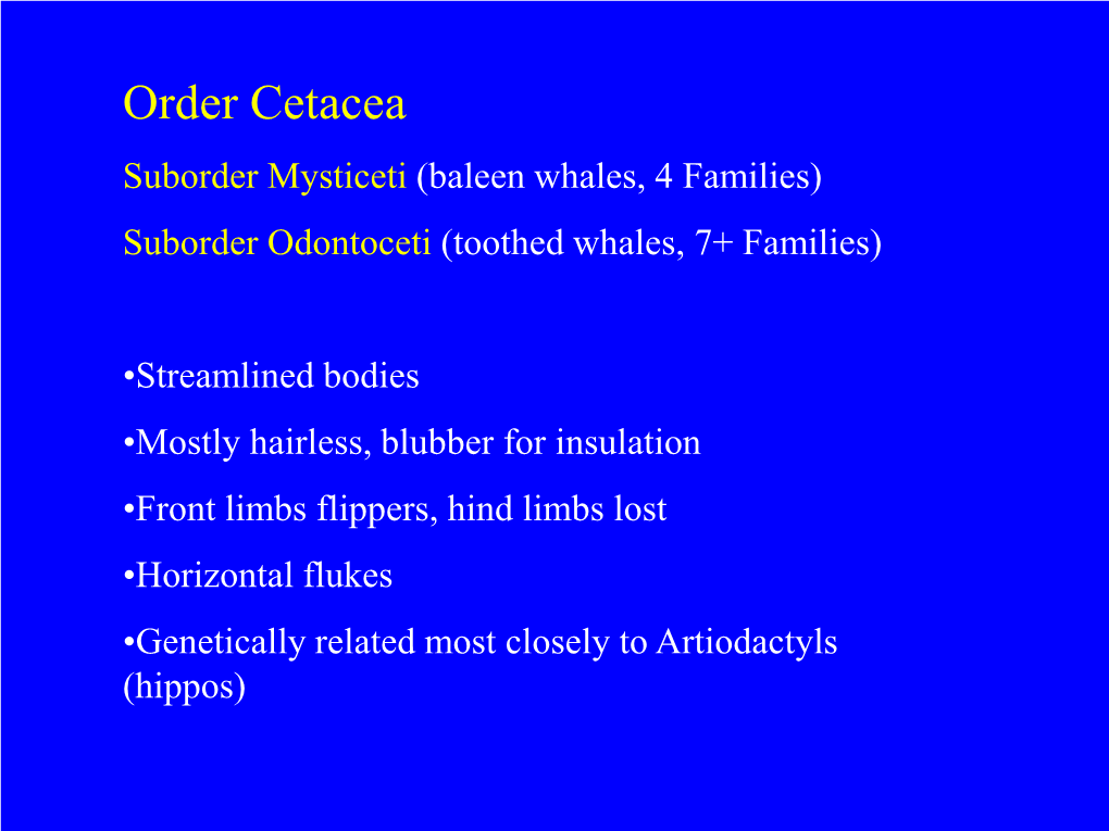 Order Cetacea Suborder Mysticeti (Baleen Whales, 4 Families) Suborder Odontoceti (Toothed Whales, 7+ Families)