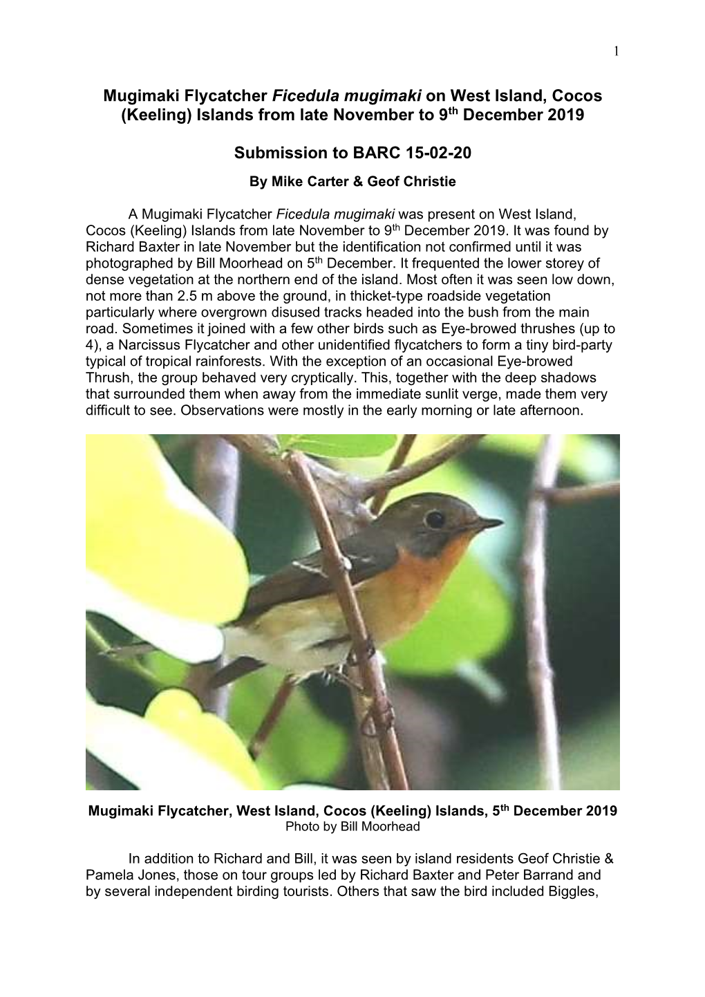 Mugimaki Flycatcher Ficedula Mugimaki on West Island, Cocos (Keeling) Islands from Late November to 9Th December 2019