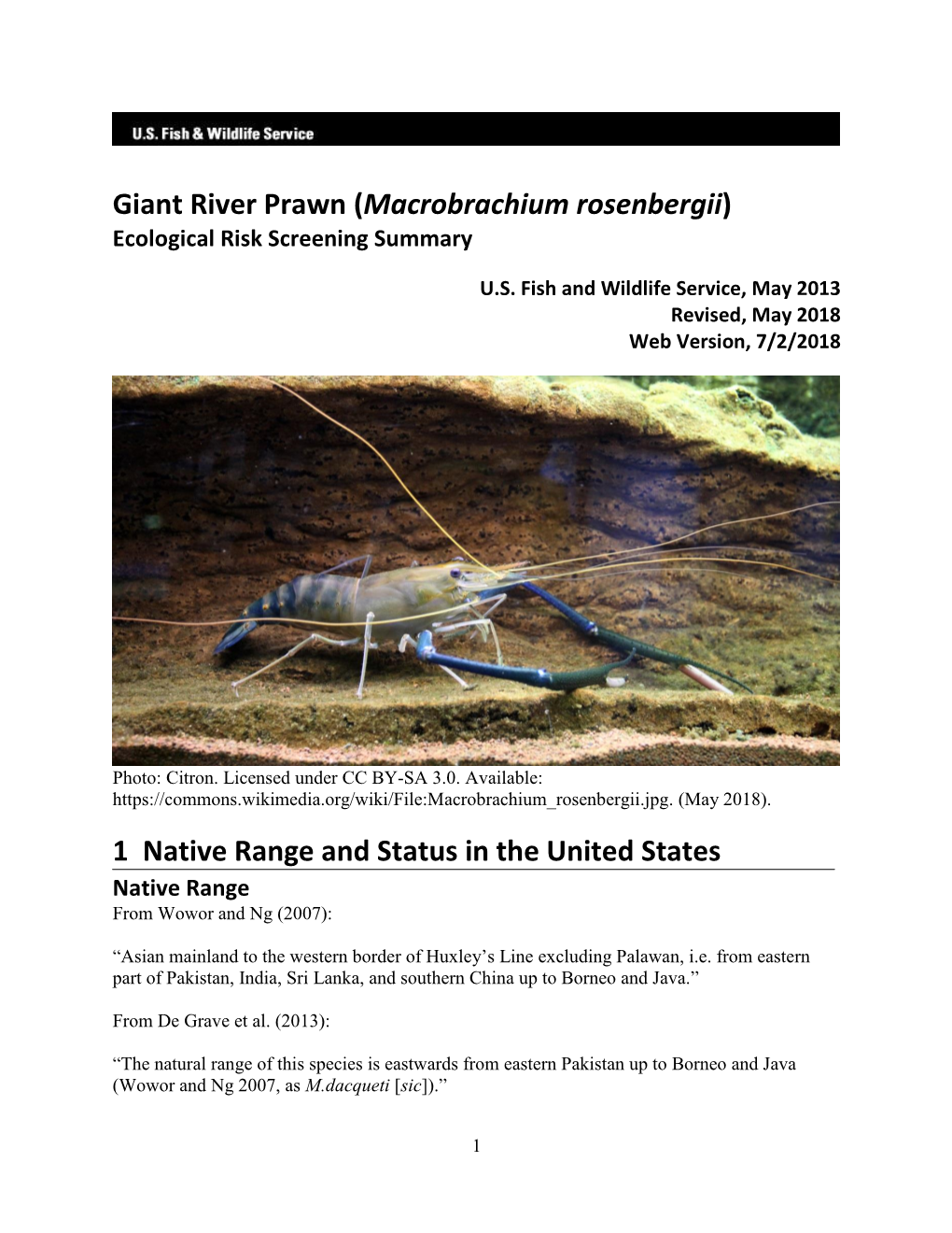 Giant River Prawn (Macrobrachium Rosenbergii) Ecological Risk Screening Summary