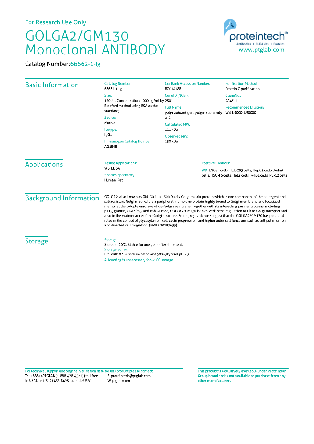 GOLGA2/GM130 Monoclonal ANTIBODY Catalog Number:66662-1-Ig