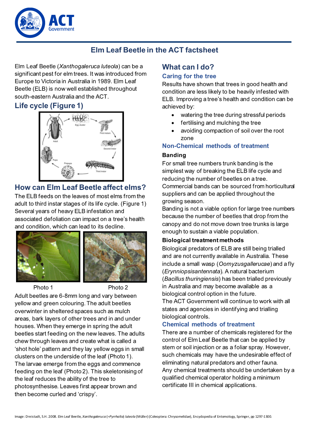 Elm Leaf Beetle in the ACT Factsheet