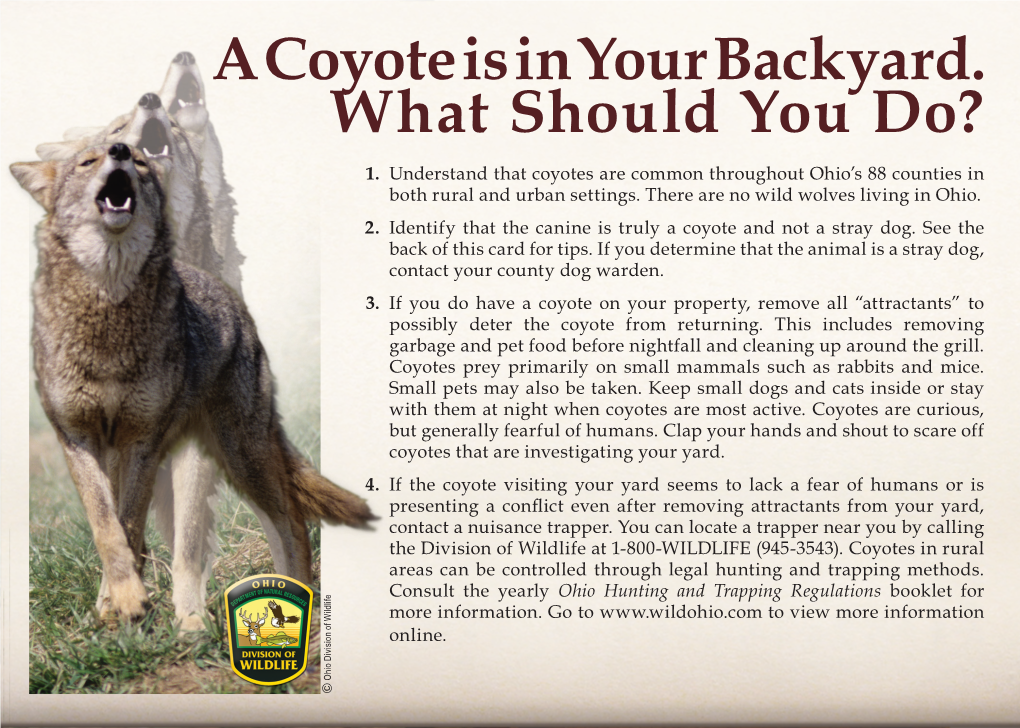 A Coyote Is in Your Backyard: What Should You Do? [Pdf]