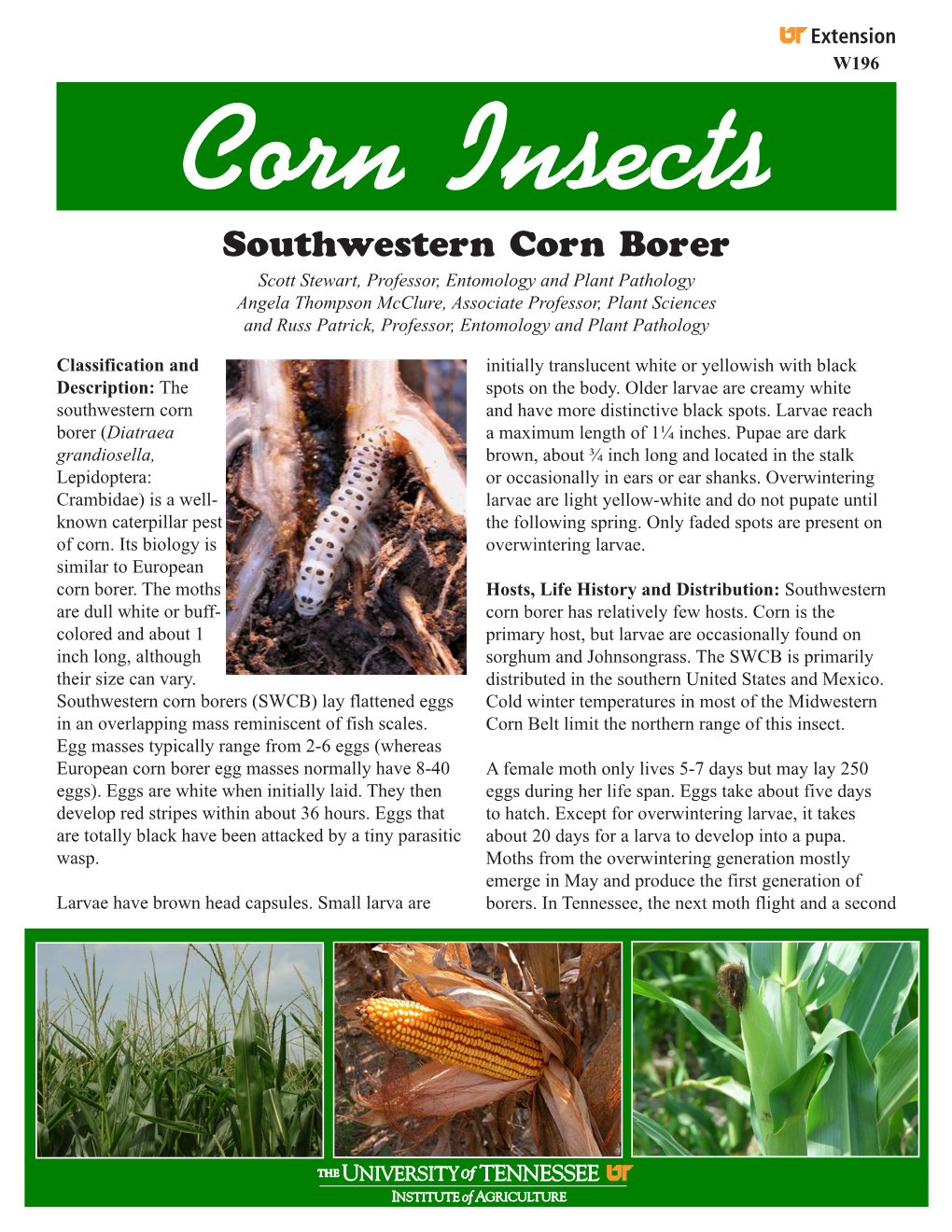 Southwestern Corn Borer