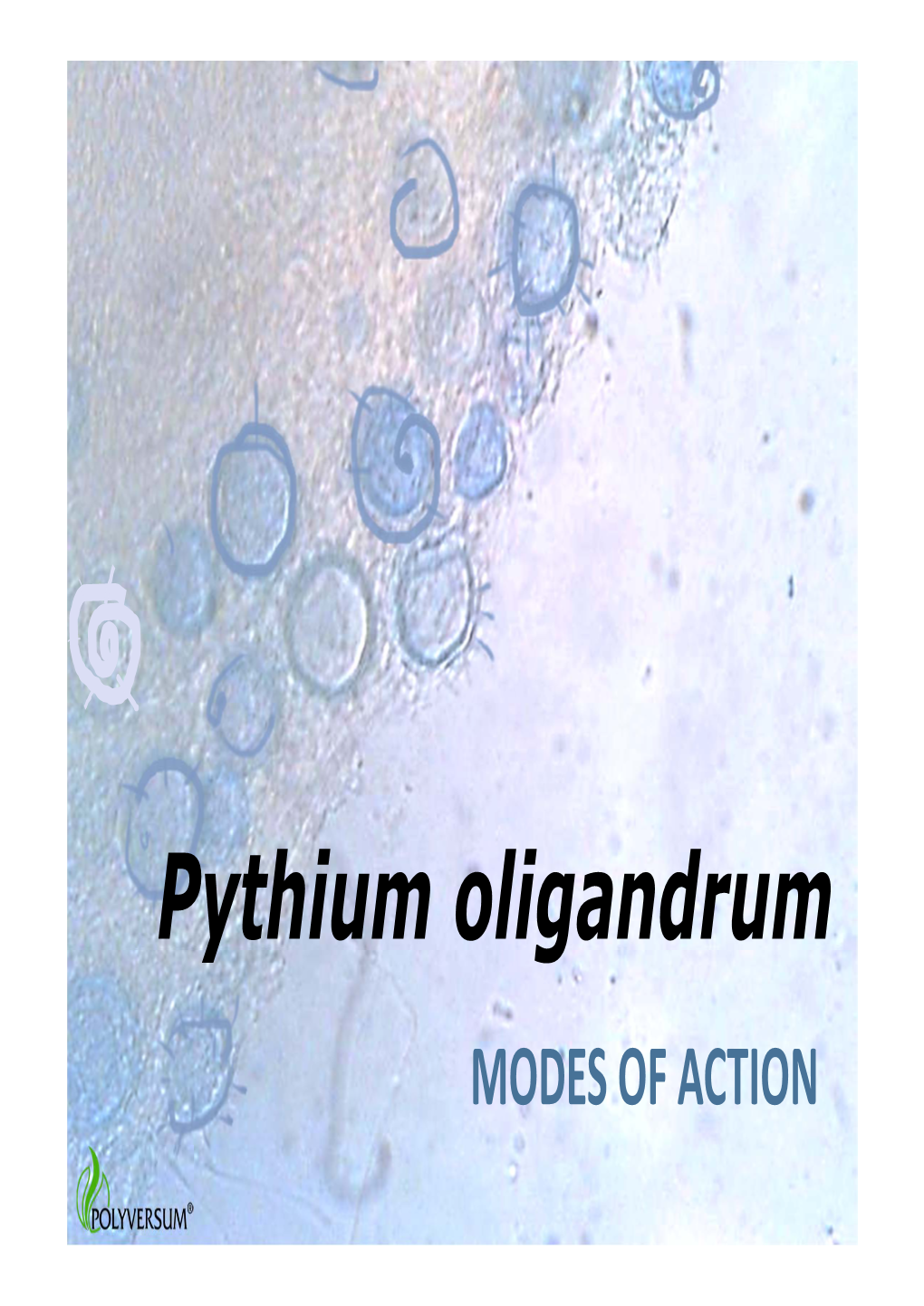 Pythium Oligandrum MODES of ACTION Pythium Oligandrum