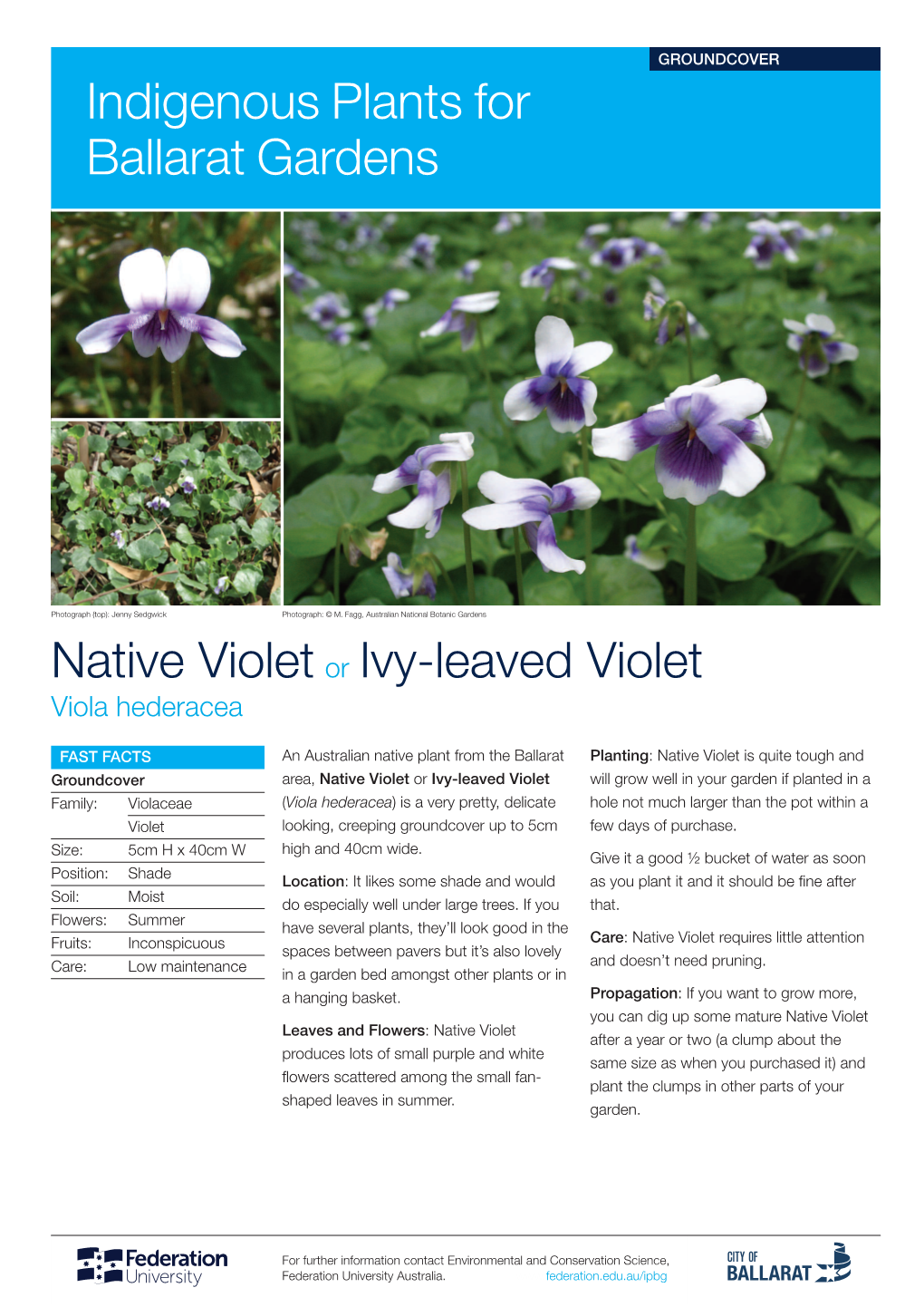 Native Violet Or Ivy-Leaved Violet Indigenous Plants for Ballarat Gardens