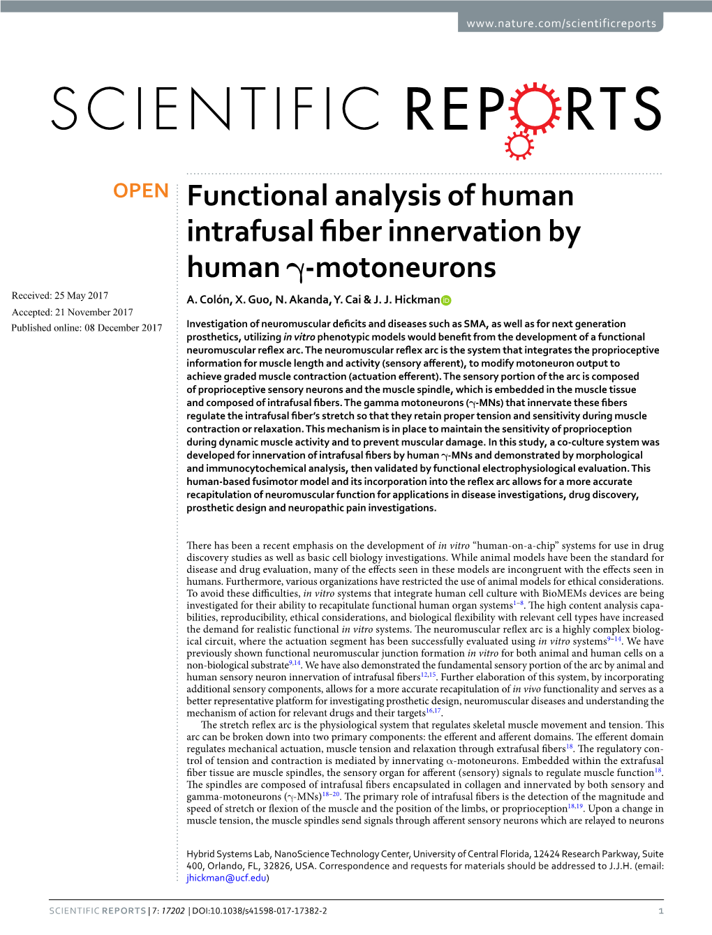 Functional Analysis of Human Intrafusal Fiber Innervation by Human Γ-Motoneurons