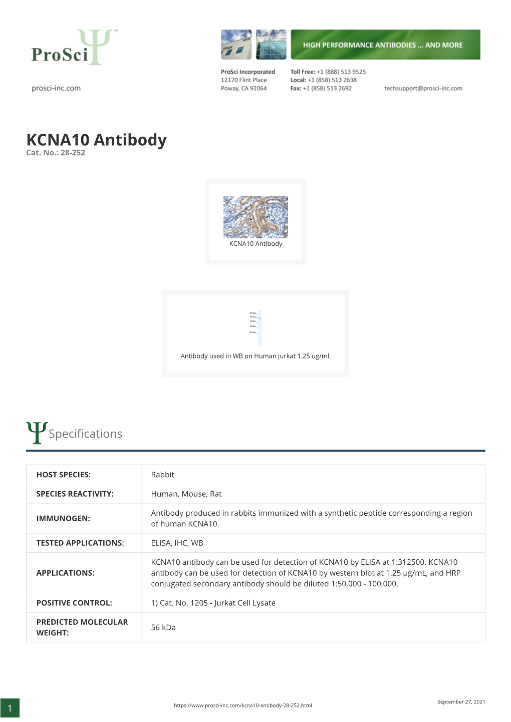 KCNA10 Antibody Cat