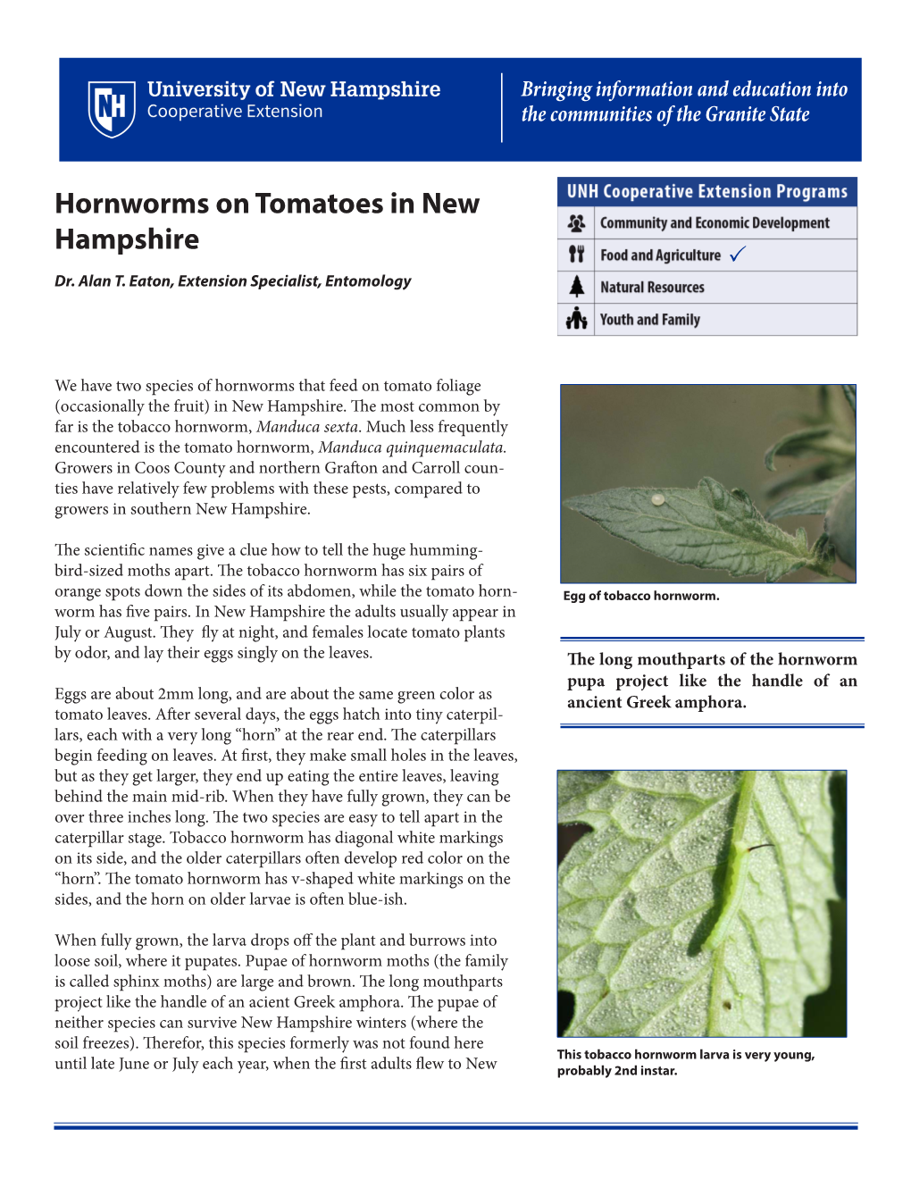 Tomato Hornworms