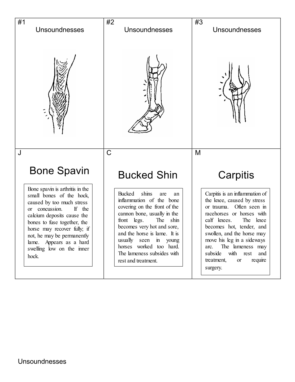 Bone Spavin Bucked Shin Carpitis