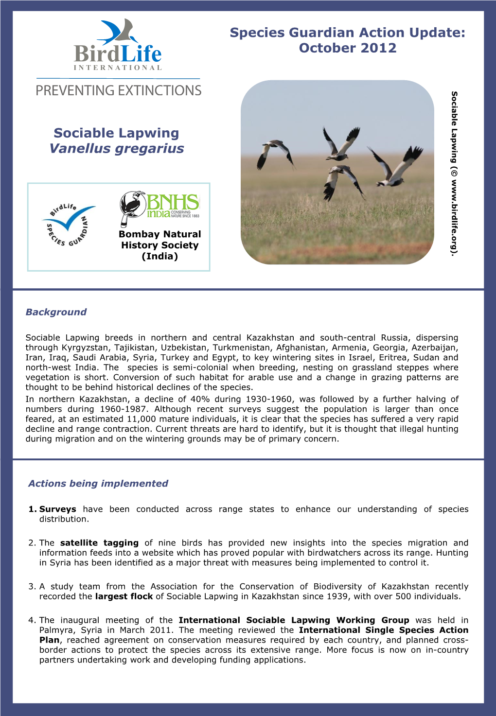 Species Guardian Action Update: October 2012 Sociable Lapwing