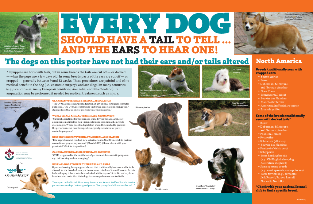 Every Dog Should Have a Tail to Tell...And the Ears to Hear One!