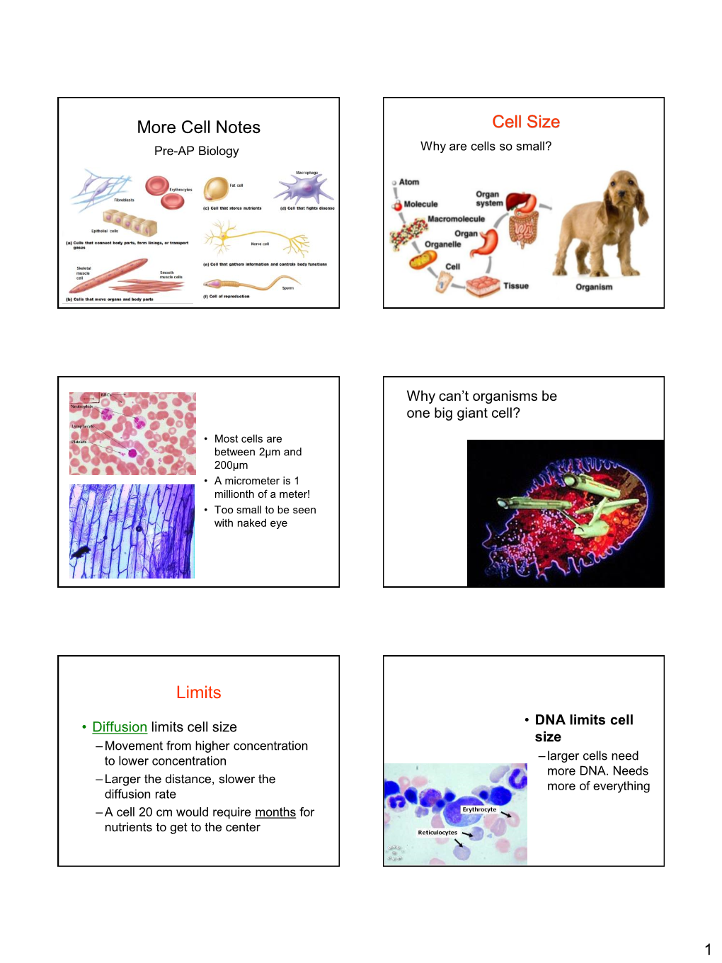 More Cell Notes Cell Size Limits