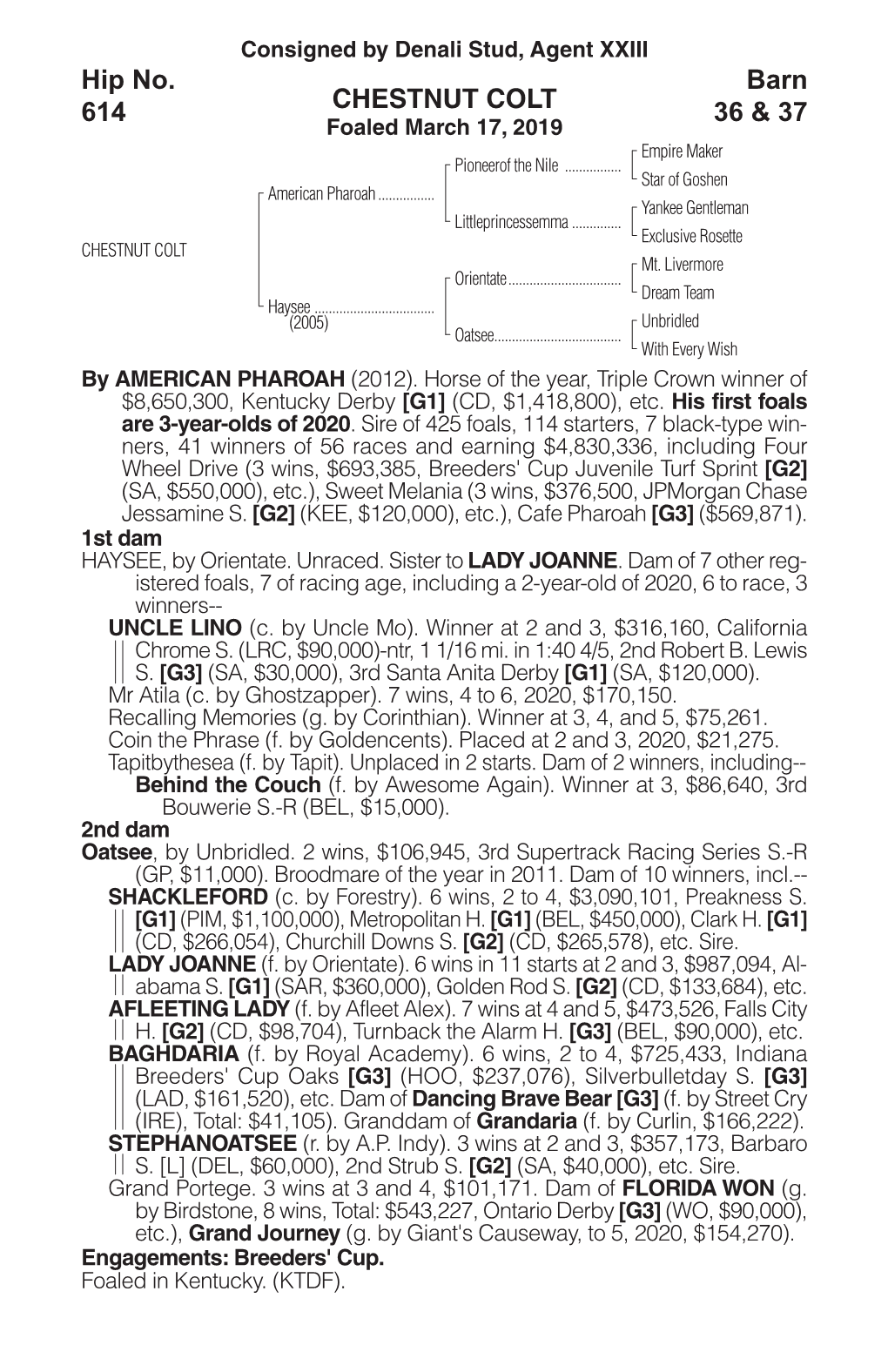 CHESTNUT COLT Barn 36 & 37 Hip No