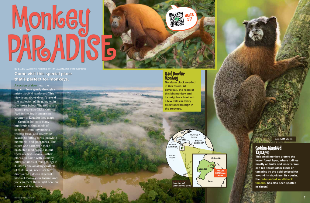 Come Visit This Special Place That's Perfect for Monkeys. Red Howler