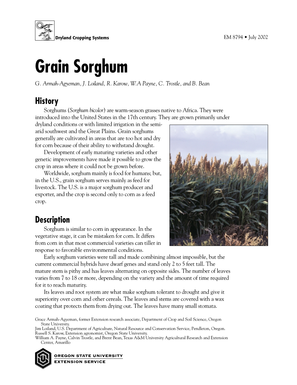 Grain Sorghum G