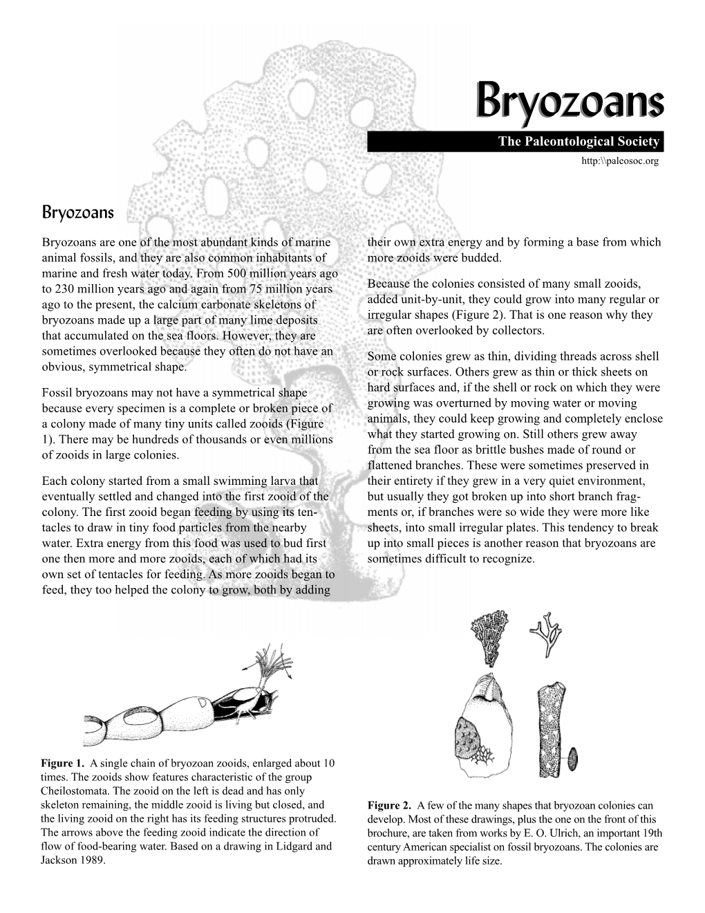 Bryozoansbryozoans the Paleontological Society Http:\\Paleosoc.Org