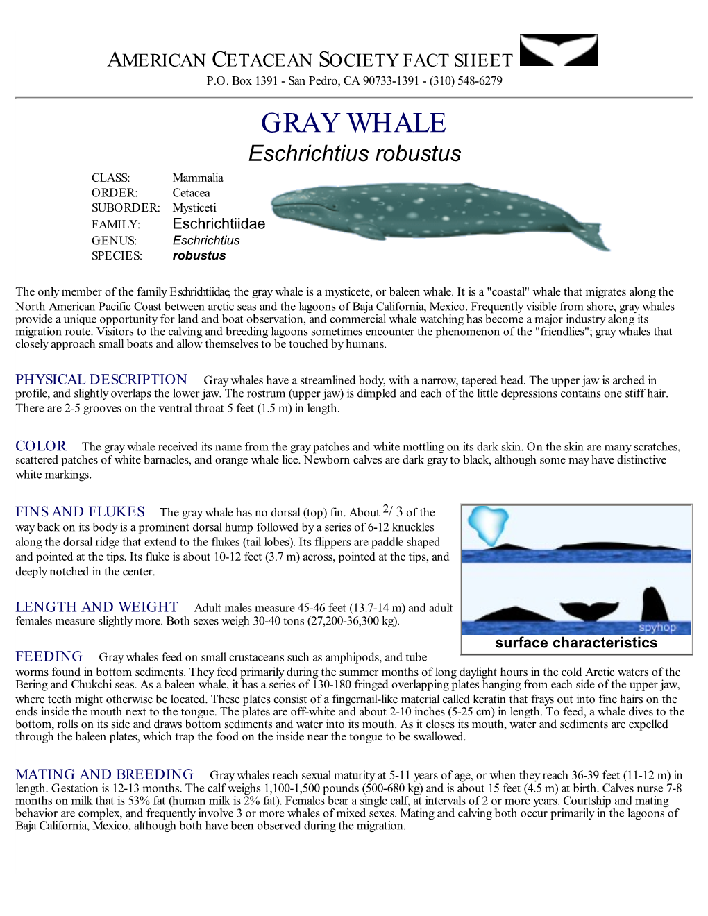 GRAY WHALE Eschrichtius Robustus CLASS: Mammalia ORDER: Cetacea SUBORDER: Mysticeti FAMILY: Eschrichtiidae GENUS: Eschrichtius SPECIES: Robustus