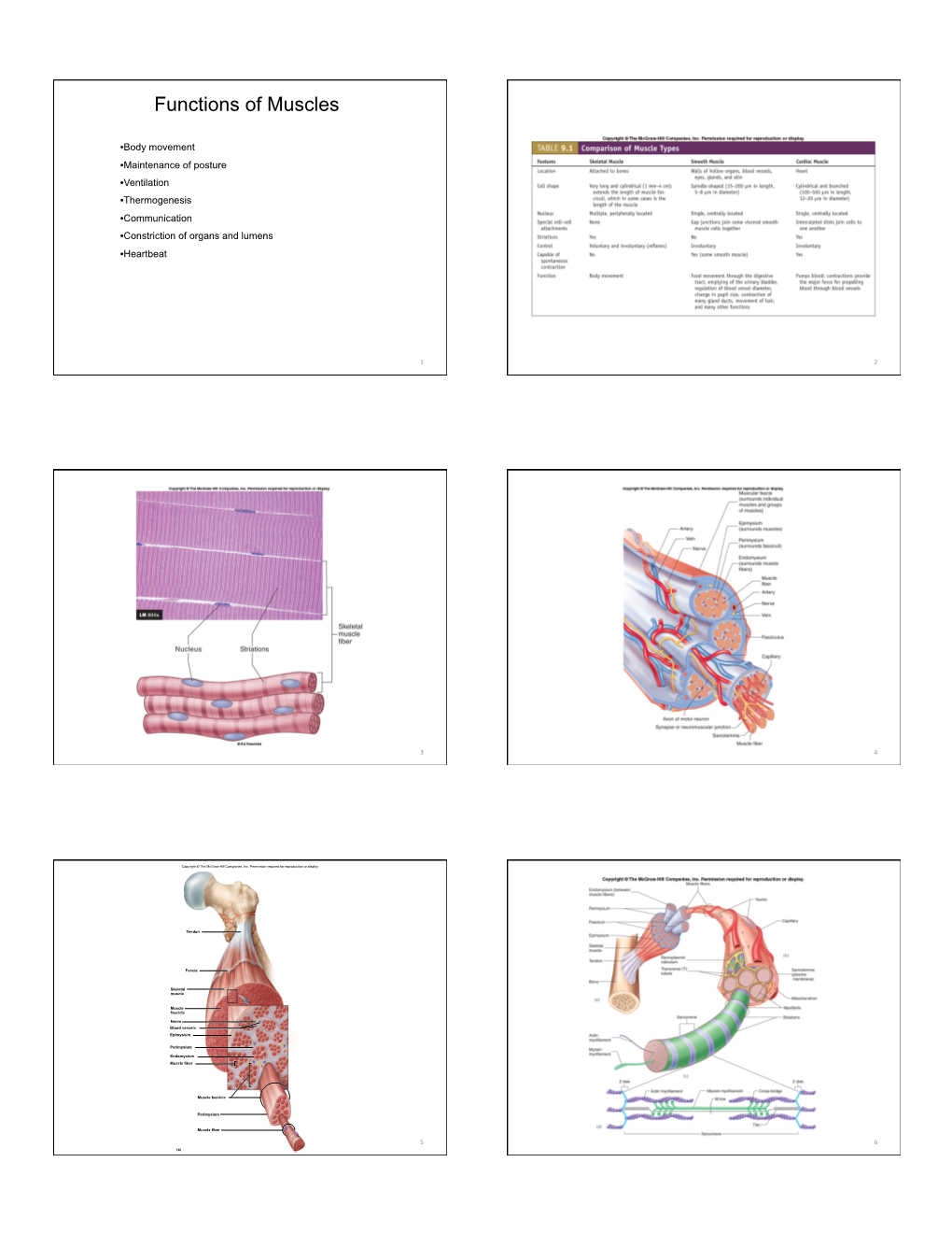 Functions of Muscles