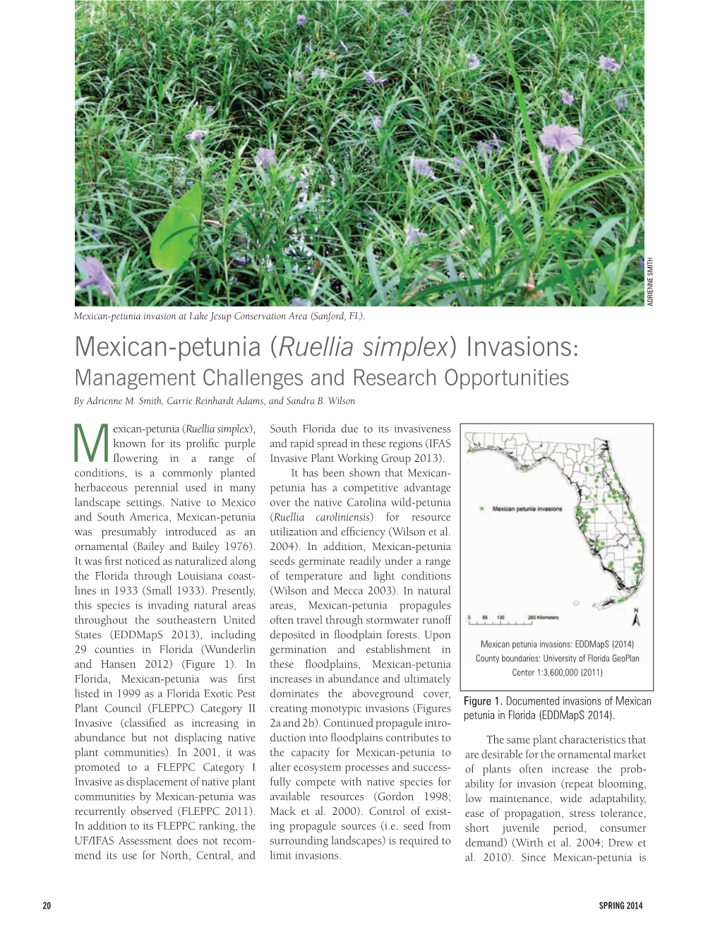 Mexican-Petunia (Ruellia Simplex) Invasions: Management Challenges and Research Opportunities by Adrienne M