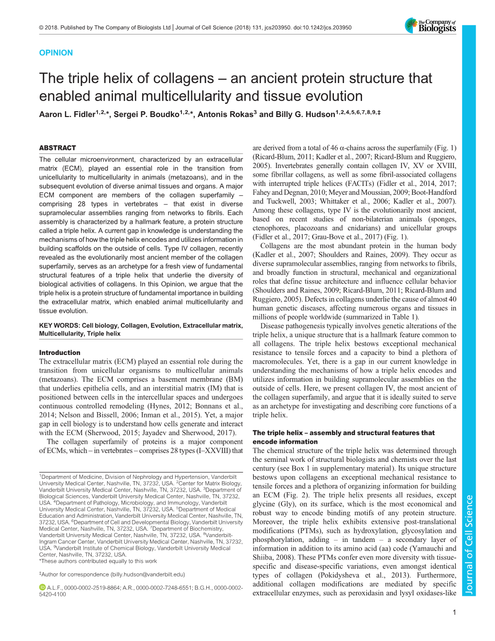 The Triple Helix of Collagens – an Ancient Protein Structure That Enabled Animal Multicellularity and Tissue Evolution Aaron L