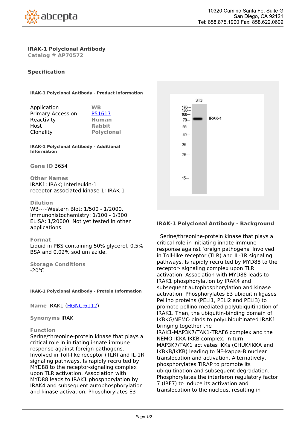 IRAK-1 Polyclonal Antibody Catalog # AP70572