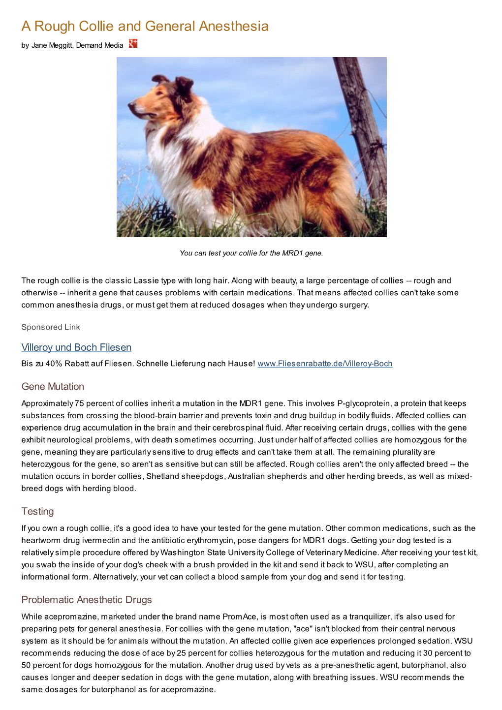 A Rough Collie and General Anesthesia by Jane Meggitt, Demand Media