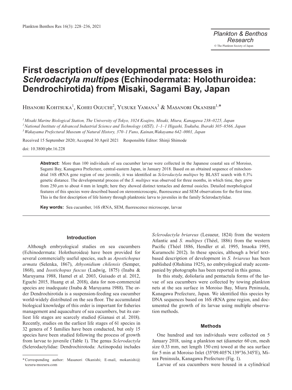 First Description of Developmental Processes in Sclerodactyla Multipes (Echinodermata: Holothuroidea: Dendrochirotida) from Misaki, Sagami Bay, Japan