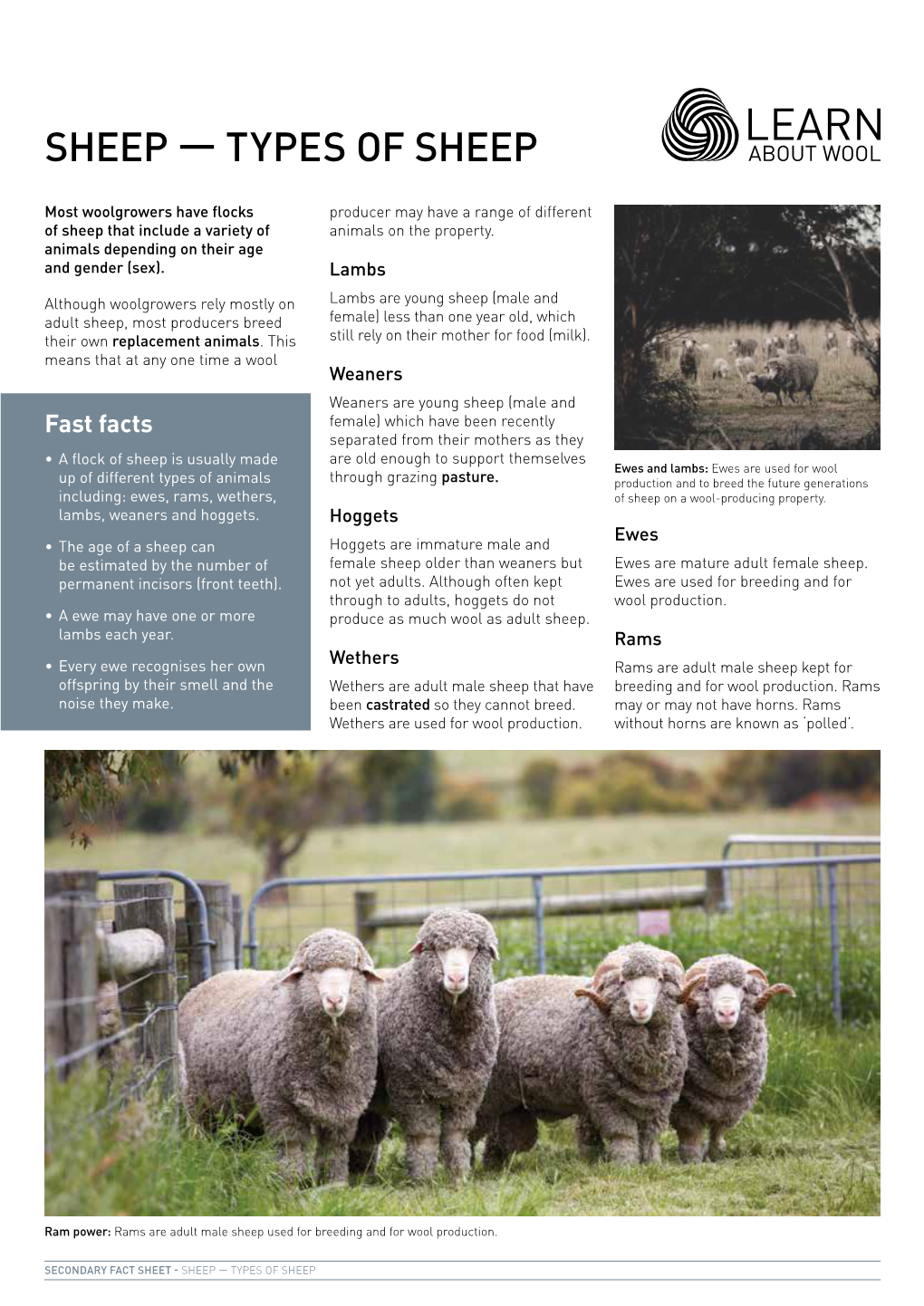 Sheep — Types of Sheep