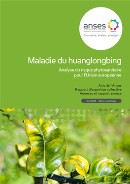 Maladie Du Huanglongbing Analyse Du Risque Phytosanitaire Pour L’Union Européenne