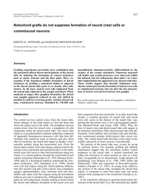 Notochord Grafts Do Not Suppress Formation of Neural Crest Cells Or Commissural Neurons