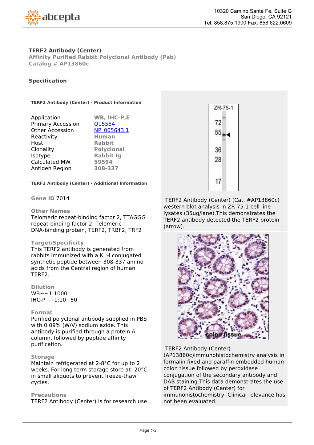 TERF2 Antibody (Center) Affinity Purified Rabbit Polyclonal Antibody (Pab) Catalog # Ap13860c