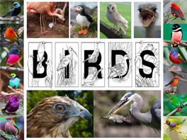 Ornithology Is the Study of Birds