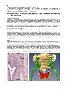 23 the Innervation of the Pelvic Floor Muscles: A