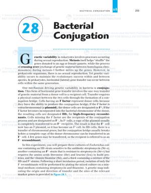 BACTERIAL CONJUGATION 28 253 Bacterial 28 Conjugation
