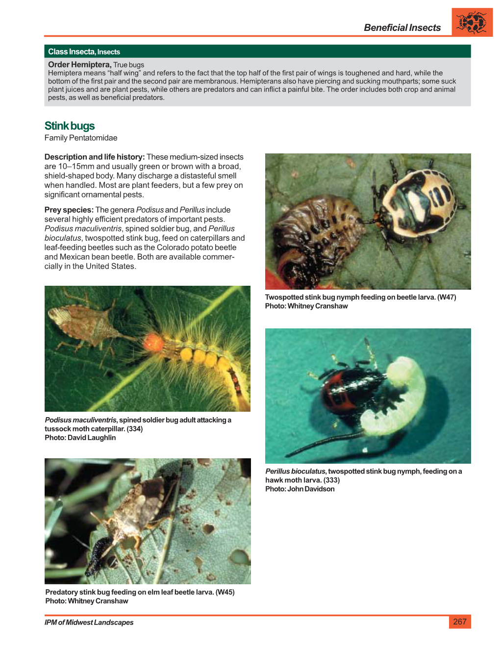 Pentatomidae, Stink Bugs
