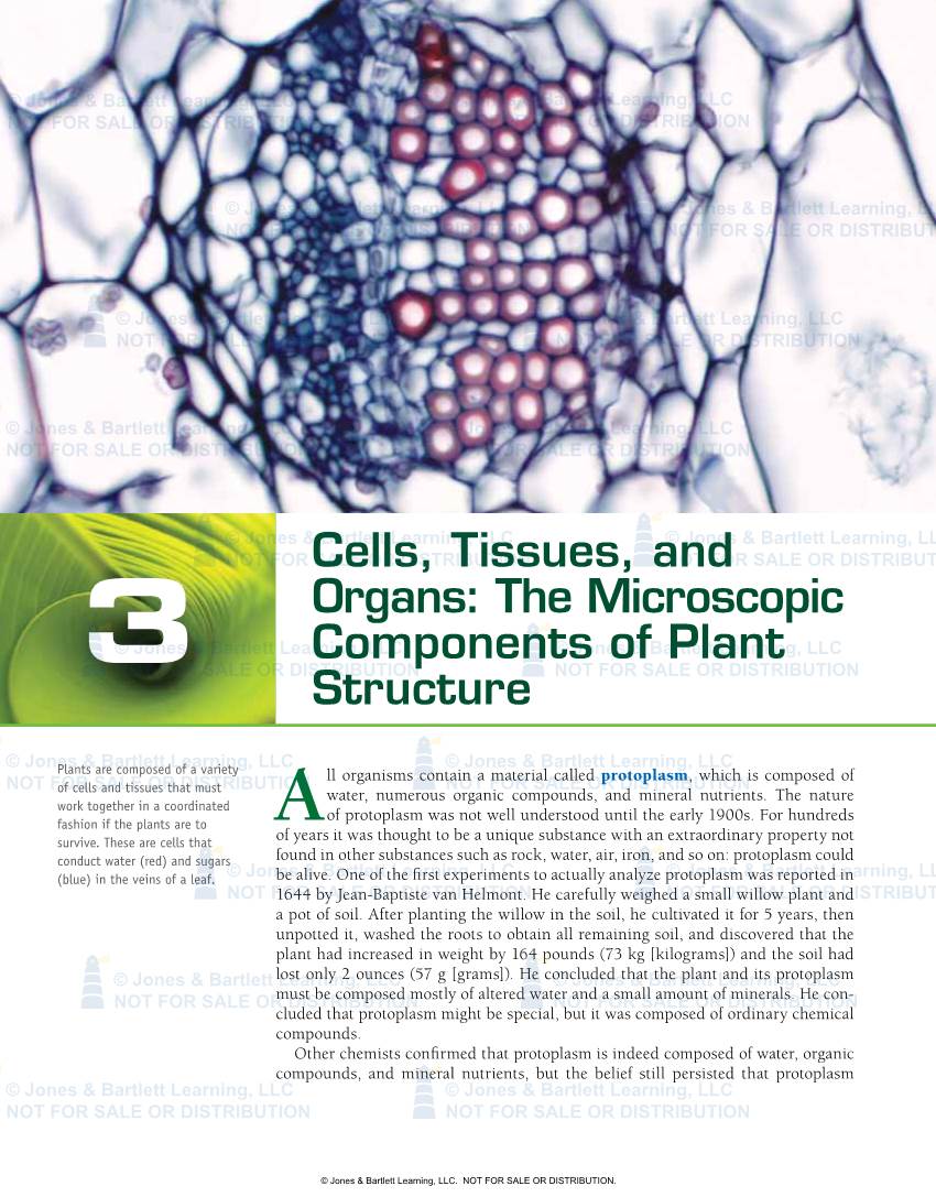 Cells, Tissues, and Organs: the Microscopic Components of Plant