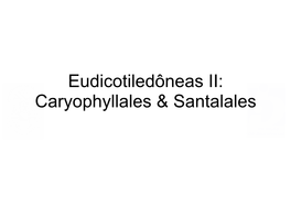 Caryophyllales & Santalales