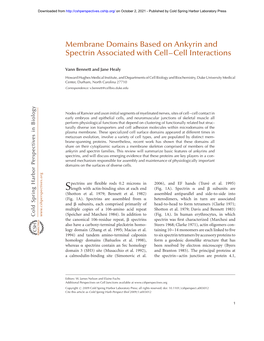 Membrane Domains Based on Ankyrin and Spectrin Associated with Cell–Cell Interactions