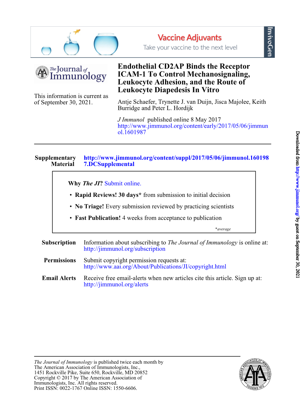 Endothelial CD2AP Binds the Receptor ICAM-1 to Control