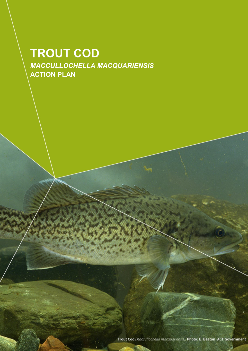 Trout Cod Maccullochella Macquariensis Action Plan