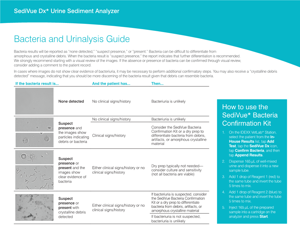 Bacteria and Urinalysis Guide