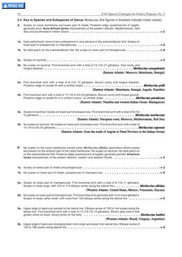 2.4 Key to Species and Subspecies of Genus Merluccius (The Figures in Brackets Indicate Modal Values) A