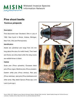 Pine Shoot Beetle Tomicus Piniperda