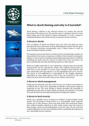 What Is Shark Finning and Why Is It Harmful?
